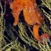 seahorse_pacific_cou_v_0032_ecu0370.jpg